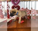 Small Photo #2 Mastiff Puppy For Sale in CANON CITY, CO, USA