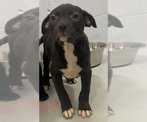 American Pit Bull Terrier-Unknown Mix Dogs for adoption in Augusta, GA, USA