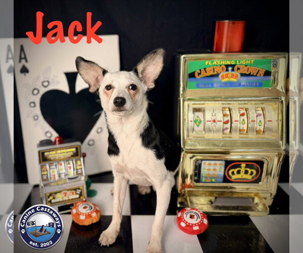 Medium Photo #8 Taco Terrier Puppy For Sale in Arcadia, FL, USA