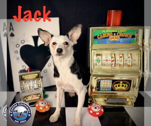 Jack - Male Taco Terrier Dog for Adoption - Photo #8