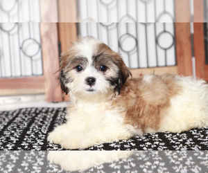 Mal-Shi Puppy for sale in NAPLES, FL, USA