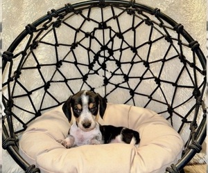 Dachshund Puppy for sale in WEBSTER, FL, USA