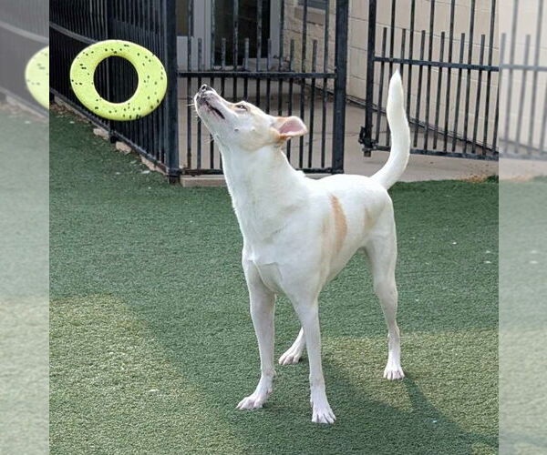 Medium Photo #11 Mutt Puppy For Sale in McKinney, TX, USA