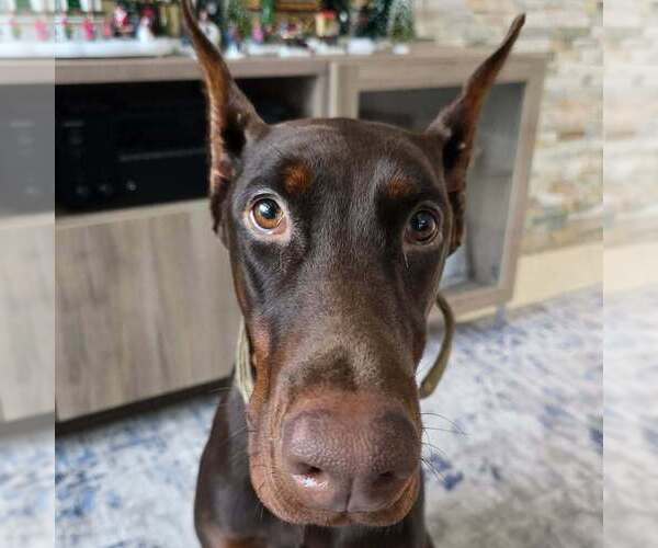 Medium Photo #79 Doberman Pinscher Puppy For Sale in FORT LAUDERDALE, FL, USA