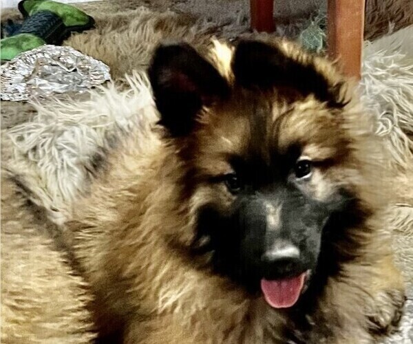 Medium Photo #5 German Shepherd Dog Puppy For Sale in YUCCA VALLEY, CA, USA