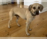 Small #5 Black Mouth Cur Mix