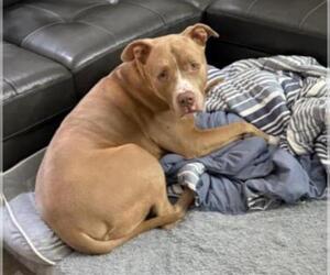American Pit Bull Terrier-Unknown Mix Dogs for adoption in Las Vegas, NV, USA
