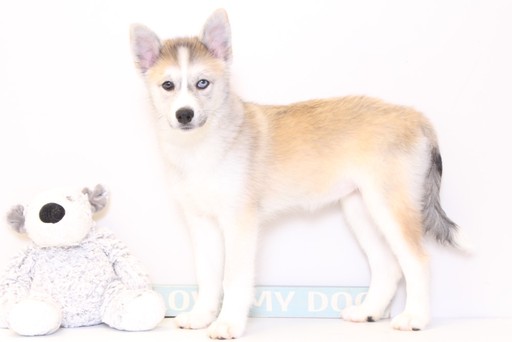 Medium Photo #1 Siberian Husky Puppy For Sale in NAPLES, FL, USA