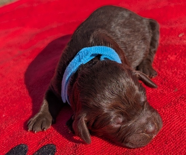 Medium Photo #12 Boykin Spaniel-Goldendoodle Mix Puppy For Sale in MORGANTON, NC, USA