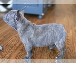 Small #1 French Bulldog