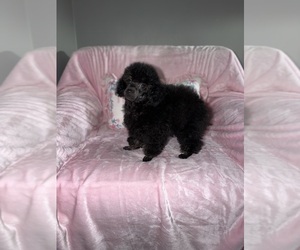 Poodle (Toy) Puppy for sale in DETROIT, MI, USA