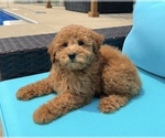 Small #3 Goldendoodle (Miniature)