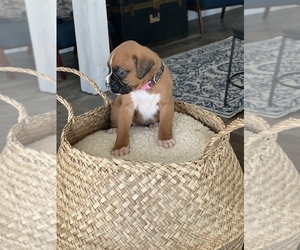Boxer Puppy for sale in FALLBROOK, CA, USA