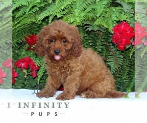 Cavapoo Puppy for sale in RISING SUN, MD, USA