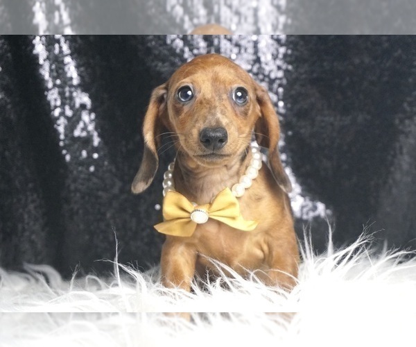 Medium Photo #3 Dachshund Puppy For Sale in WARSAW, IN, USA