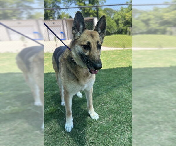 Medium Photo #1 German Shepherd Dog-Unknown Mix Puppy For Sale in Temple, TX, USA