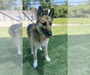 German Shepherd Dog-Unknown Mix Dogs for adoption in Temple, TX, USA