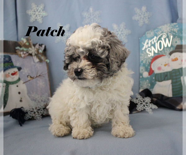 Medium Photo #22 Poodle (Toy) Puppy For Sale in CHANUTE, KS, USA