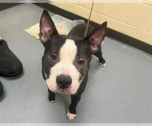 American Staffordshire Terrier Dogs for adoption in Denver, CO, USA