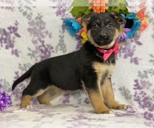 Australian Shepherd-German Shepherd Dog Mix Puppy for sale in LANCASTER, PA, USA