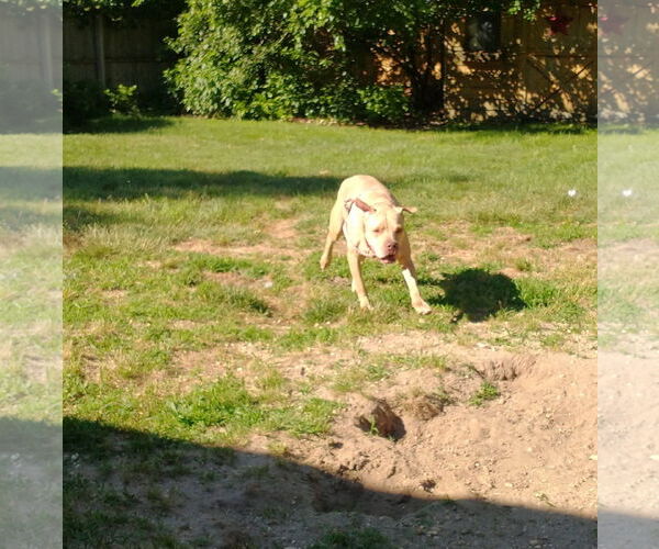 Medium Photo #40 American Pit Bull Terrier-Unknown Mix Puppy For Sale in Oakhurst, NJ, USA