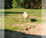 Small #39 American Pit Bull Terrier Mix