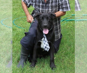 Labrador Retriever Dogs for adoption in Bandera, TX, USA