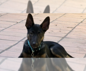 Cooper OAS - Male German Shepherd Dog Dog for Adoption - Photo #2