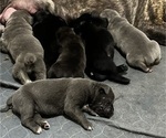 Small #3 Cane Corso