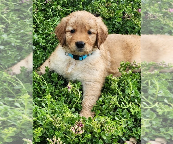 Medium Photo #1 Golden Retriever Puppy For Sale in DAKOTA, MN, USA