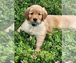 Small Golden Retriever