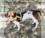 Small #9 Dachshund