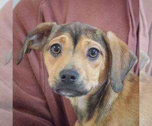 German Shepherd Dog-Unknown Mix Dogs for adoption in Huntley, IL, USA