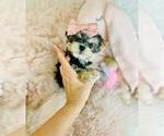 Small #10 Yorkshire Terrier