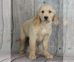 Small Photo #2 Golden Retriever Puppy For Sale in WARSAW, IN, USA