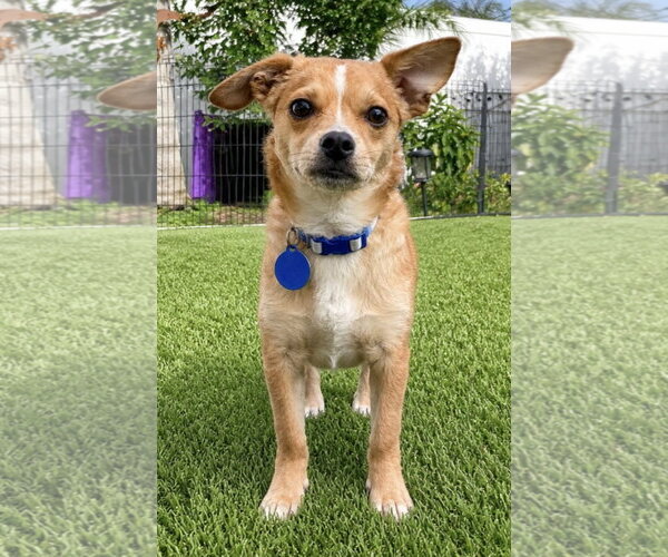 Medium Photo #1 ShiChi Puppy For Sale in Royal Palm Beach, FL, USA