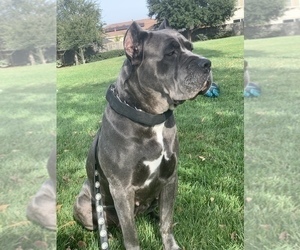 Father of the Cane Corso puppies born on 10/23/2022