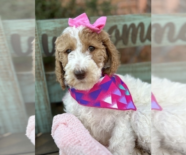 Full screen Photo #2 Goldendoodle Puppy For Sale in SHERMAN, TX, USA