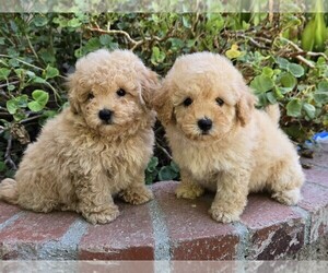 Maltipoo Puppy for Sale in TEMECULA, California USA