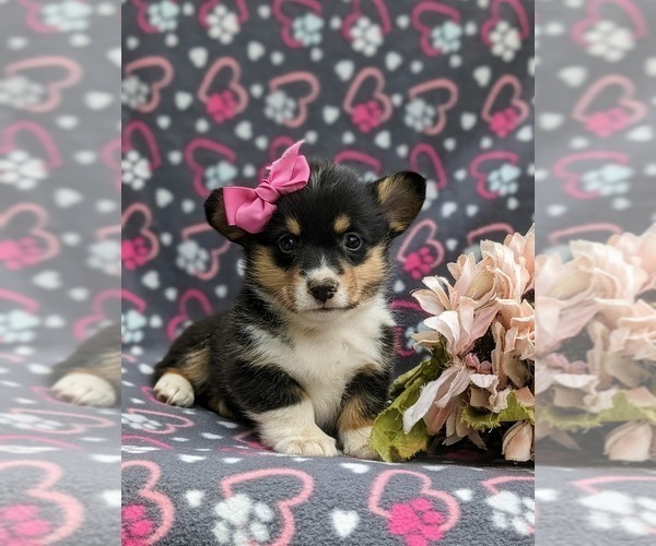 Medium Photo #3 Pembroke Welsh Corgi Puppy For Sale in QUARRYVILLE, PA, USA