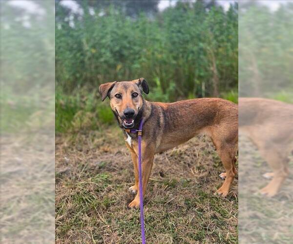 Medium Photo #3 Pointer Puppy For Sale in Conroe, TX, USA