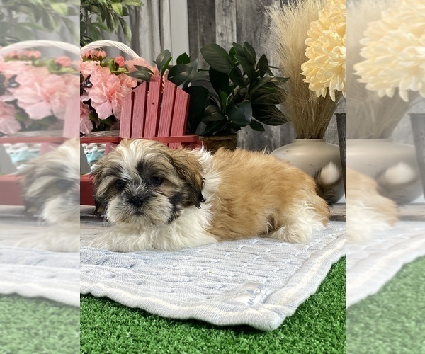 Medium Photo #3 Shih Tzu Puppy For Sale in CANOGA, NY, USA