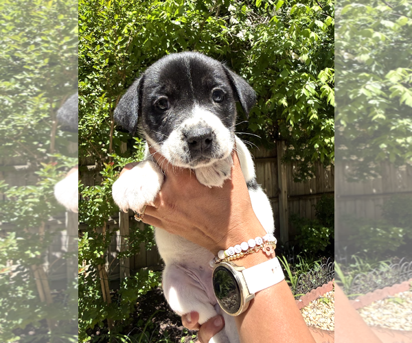 Medium Photo #2 Mutt Puppy For Sale in Rockville, MD, USA