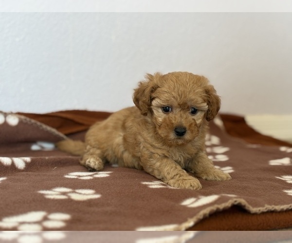 Medium Photo #3 Poodle (Toy)-Zuchon Mix Puppy For Sale in TUCSON, AZ, USA