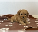 Small #2 Poodle (Toy)-Zuchon Mix