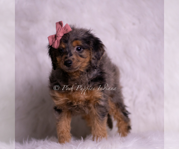 Medium Photo #53 Goldendoodle (Miniature) Puppy For Sale in WARSAW, IN, USA