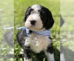 Small Photo #18 Bernedoodle Puppy For Sale in FLEMING ISLAND, FL, USA
