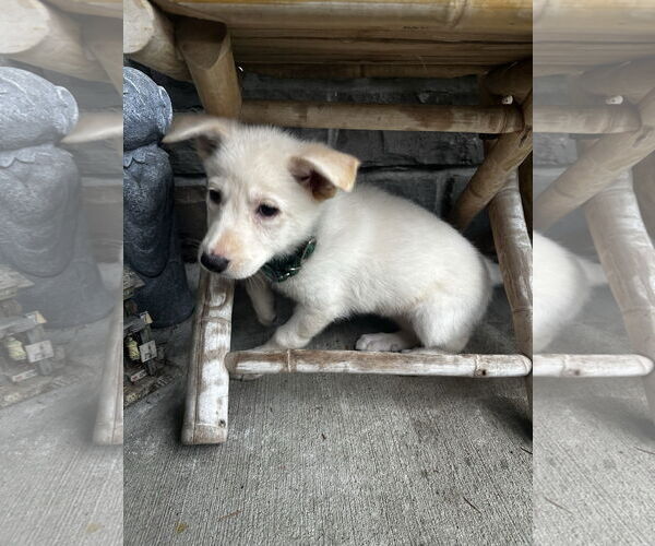 Medium Photo #12 German Shepherd Dog-Unknown Mix Puppy For Sale in Seattle, WA, USA