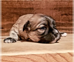 Mal-Shi Puppy for sale in PINK HILL, NC, USA