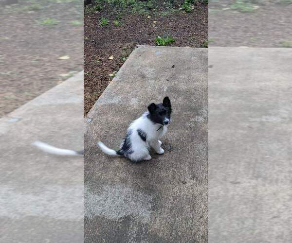 Medium Photo #4 Border Collie Puppy For Sale in OAK HARBOR, WA, USA